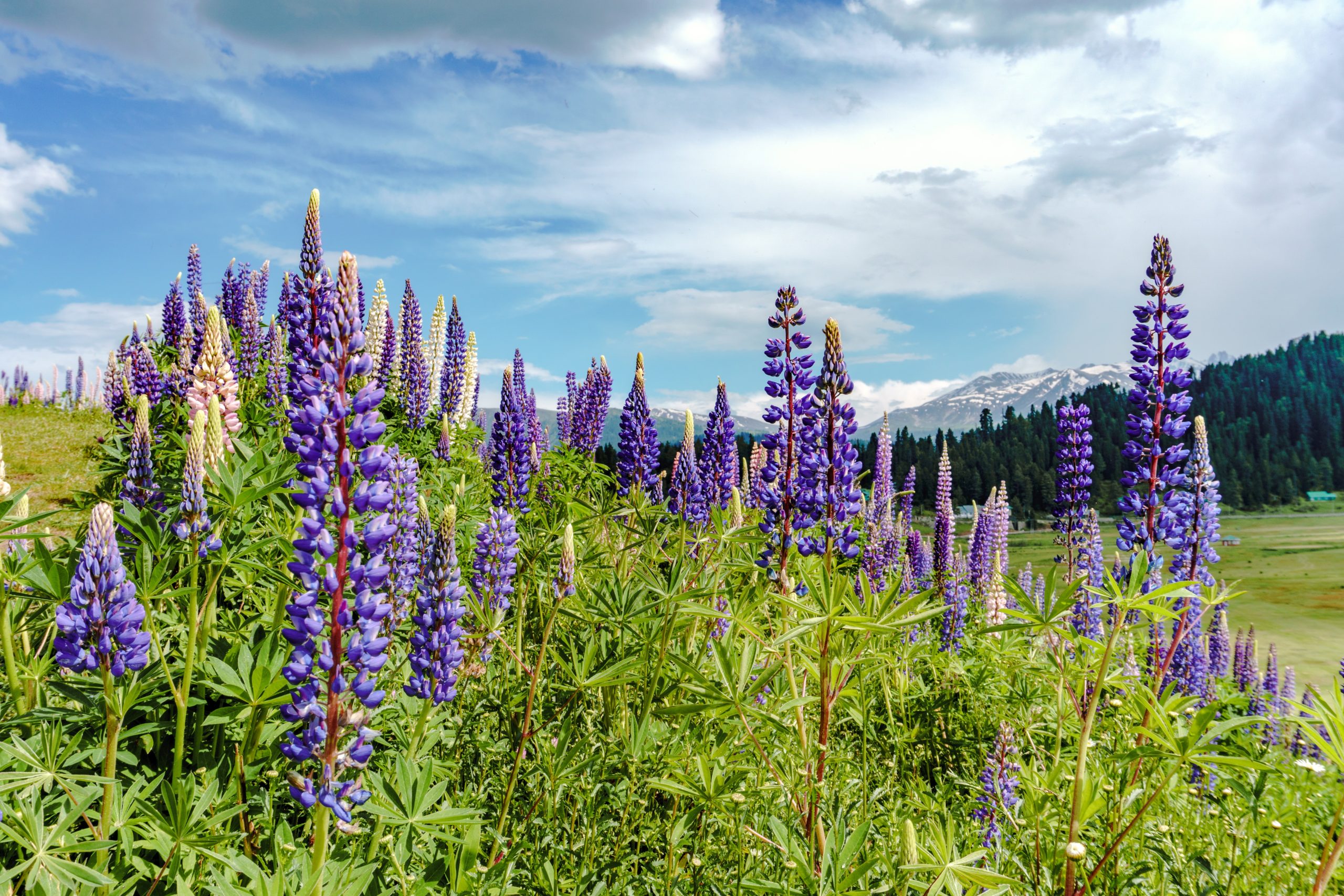 5n 6d Kashmir Package